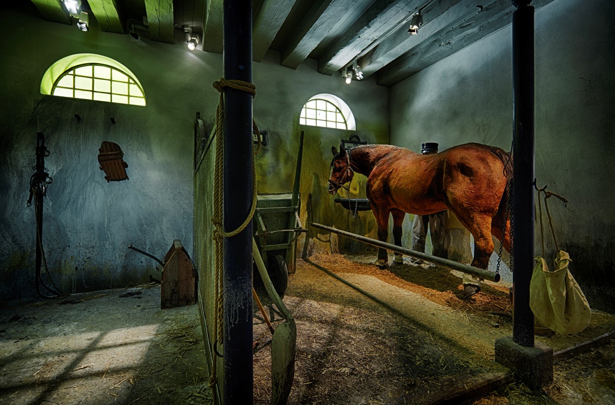 Vy fr&aring;n dunkel sadelkammare, en h&auml;st i ett b&aring;s och tv&aring; b&aring;gformade f&ouml;nster som sl&auml;pper in ljus.